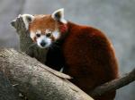 Brilliant Red Panda